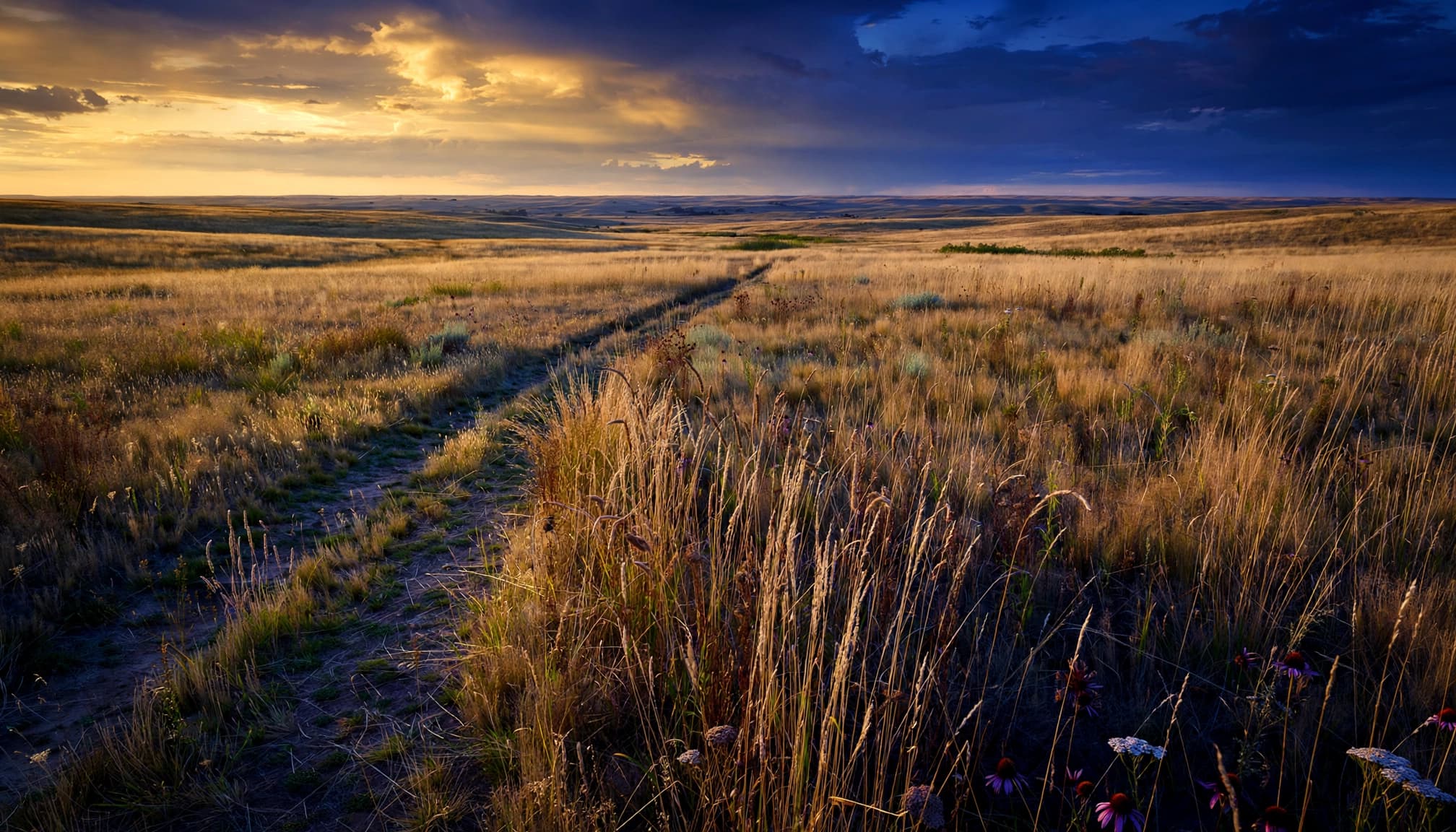 A narrow trail winds through tall prairie grasses beneath a wide golden-hour sky.